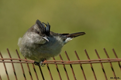TUQUITO GRIS (Griseotyrannus aurantioatrocristatus) - Rincòn de Franquìa - BELLA UNION (Noviembre 2020)